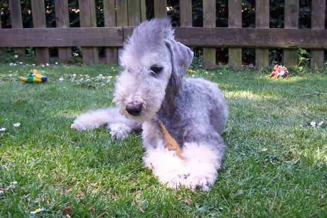 Unsere Hunde 11.05 (8).JPG